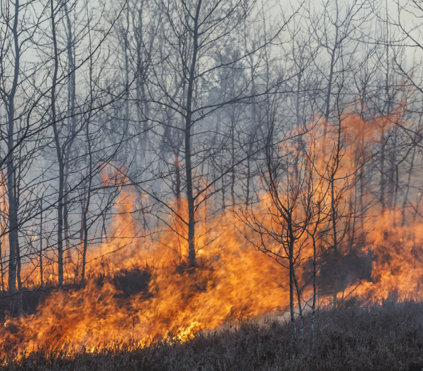 EU wildfire