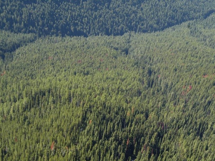 Harrop Procter Community Forest in Nelson, British Columbia
