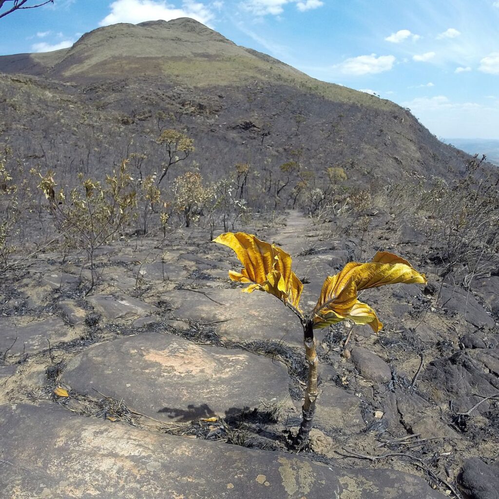 A single flower growing on a barren hillside