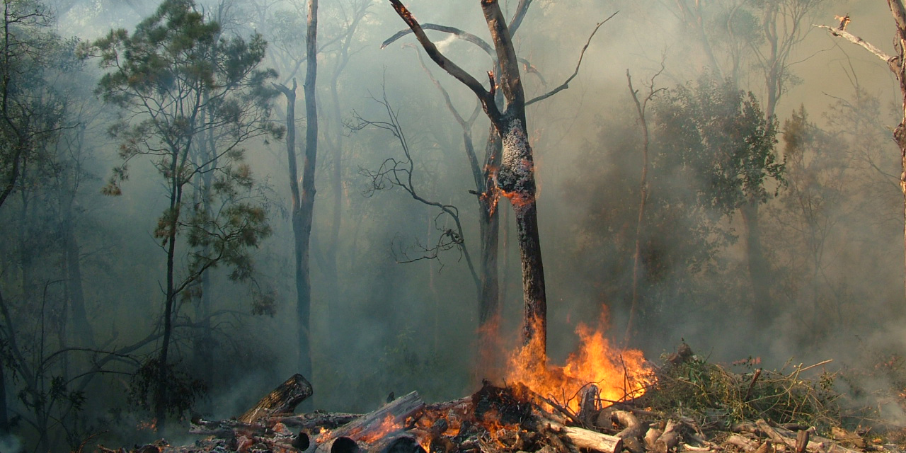 Trees burning in a wildfire